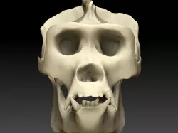 Ape Skull Scan 3D model