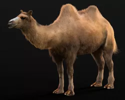 Bactrian Camel Rigged Hairs Low-poly  3D model