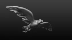 bald eagle 3D model