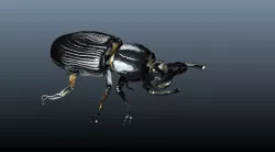 black beetle 3D model