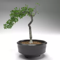 Bonsai pot 3D model