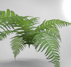 Bracken 3D model
