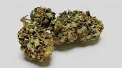 Cannabis Bud 05 3D model