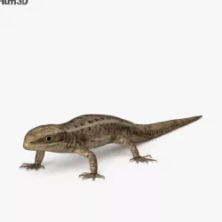 Common Lizard HD 3D model