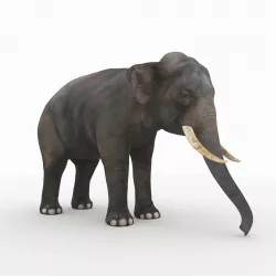Elephant 3D model