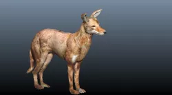 ethiopian wolf  3D model