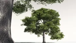 EVERYPlant English Oak 01 -- 10 Models 3D model