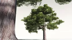 EVERYPlant English Oak 02 -- 10 Models 3D model