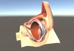 Eyeball Cross Section Low-poly  3D model