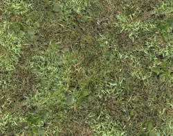 Forest Terrain Pack 10 Texture