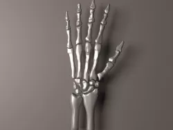 Hand bones   3D model