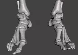 Human Feet - male 3D model