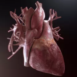 Human Heart High Quality 3D model
