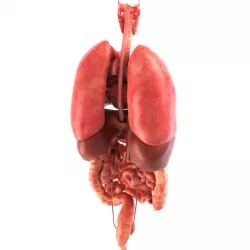 Human internal organs Low-poly  3D model