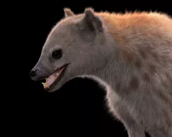 Hyena Rigged Hair Fur Low-poly  3D model