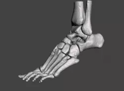Left Foot - male 3D model