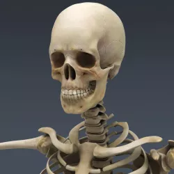Male Skeleton 3D model