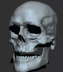Male Skull 3D model