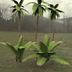 Middle East Palm Trees 3D model