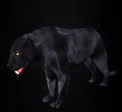 Panther 3D model Low-poly 3d model 3D model