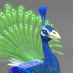 Peacock 3D model