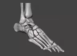 Right Foot - male 3D model
