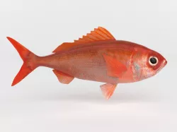 Ruby Fish 3D model