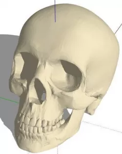 SKULL 3D model