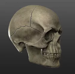 Skull - Human Male - Medical Anatomy - Low Poly Game Ready   Low-poly  3D model
