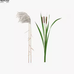The Reed 3D model