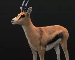 Thompson Gazelle Rigged Hairs Low-poly  3D model