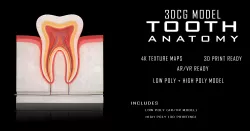Tooth 3D anatomy Low-poly  3D model