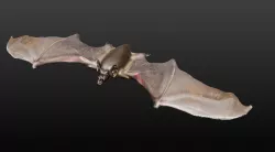 VAMPIRE BAT  3D model