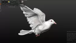 white dove 3D model