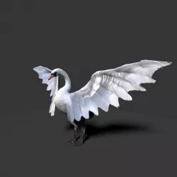white swan  3D model