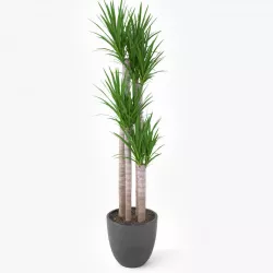 Yucca Elephantipes Potted Plant - Palm Tree 3D model
