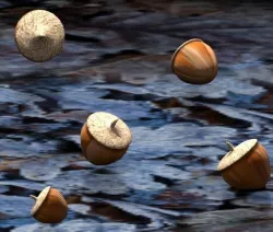 Acorns 3D model