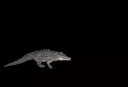 alligator animation Low-poly  3D model