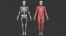 Anatomy Model Male - Skull Skeleton and Muscular 3D Reference  3D model