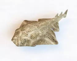 Angelshark fish Low-poly  3D model