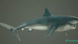 animated sharks 3D model