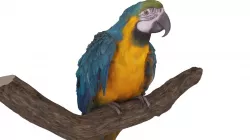 Ara Macaw Low-poly  3D model