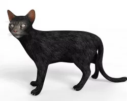 Black Cat Rigged Low-poly  3D model