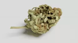 Cannabis Bud 06 3D model