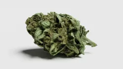 Cannabis Bud 07 3D model