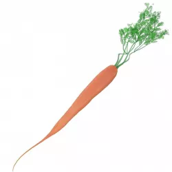 Carrot 3D model