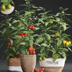 Decorative plants for the kitchen 385 tomato 3D model