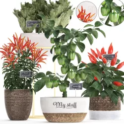 Decorative plants for the kitchen 387 peppers 3D model