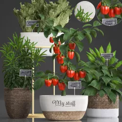 Decorative plants for the kitchen 388 peppers 3D model