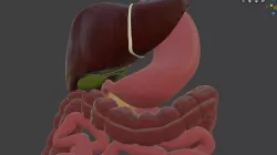 Digestive system Low-poly  3D model